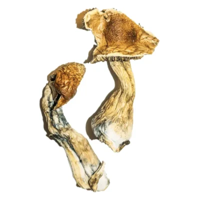 Dried b+ mushrooms with large golden caps